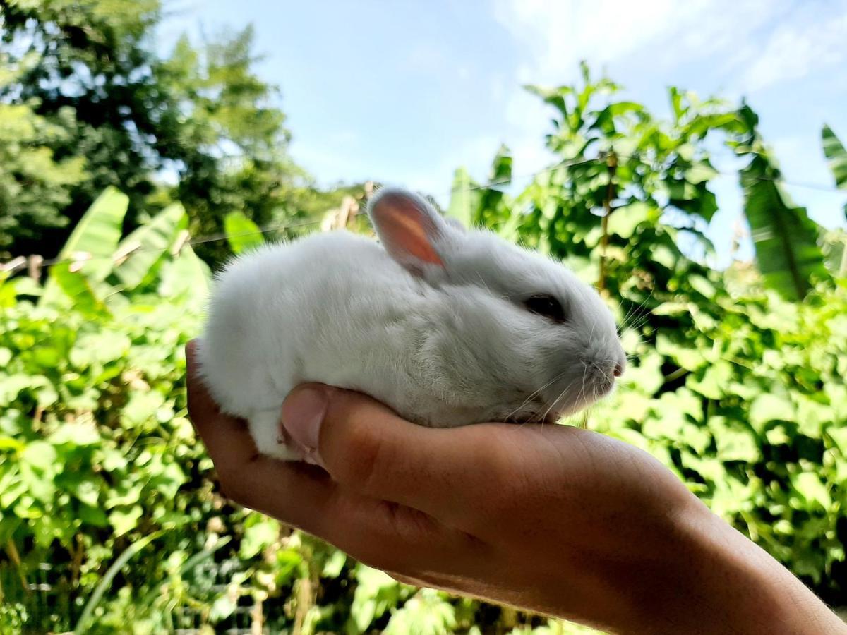 Fazendinha Paraiso Lumiar Buitenkant foto